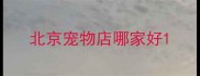北京宠物店哪家好