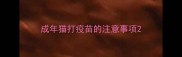 成年猫打疫苗的注意事项