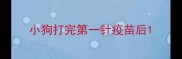 小狗打完第一针疫苗后