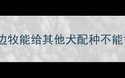 边牧能给其他犬配种不能