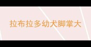 拉布拉多幼犬脚掌大