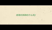 感冒的狗狗吃什么药