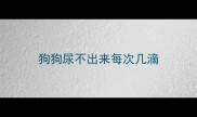 狗狗尿不出来每次几滴