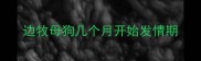 边牧母狗几个月开始发情期