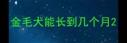 金毛犬能长到几个月