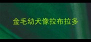 金毛幼犬像拉布拉多