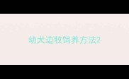 幼犬边牧饲养方法