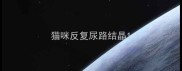 猫咪反复尿路结晶