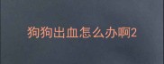 狗狗出血怎么办啊