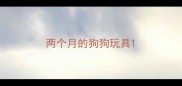 两个月的狗狗玩具
