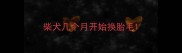 柴犬几个月开始换胎毛