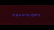 泰迪狗狗的呼吸急促