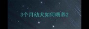 3个月幼犬如何喂养