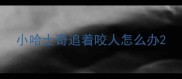 小哈士奇追着咬人怎么办