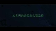 20多天的边牧怎么看品相