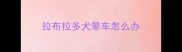 拉布拉多犬晕车怎么办