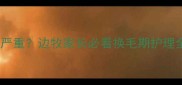 边牧掉毛严重边牧家长必看换毛期护理全攻略