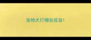 宠物犬打哪些疫苗