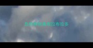 怎样辨别真假拉布拉多