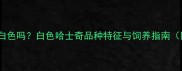 哈士奇有白色吗白色哈士奇品种特征与饲养指南附对比图