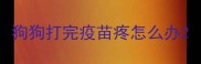 狗狗打完疫苗疼怎么办