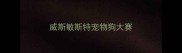 威斯敏斯特宠物狗大赛