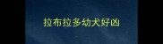 拉布拉多幼犬好凶