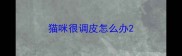 猫咪很调皮怎么办