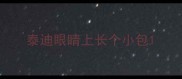 泰迪眼睛上长个小包