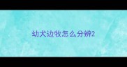 幼犬边牧怎么分辨