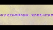 小拉布拉多幼犬科学喂养指南营养搭配与饮食禁忌全