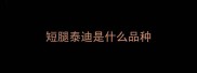 短腿泰迪是什么品种