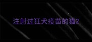 注射过狂犬疫苗的猫