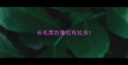 长毛黑色像拉布拉多