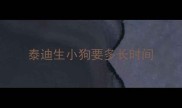 泰迪生小狗要多长时间