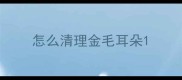 怎么清理金毛耳朵
