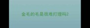 金毛的毛是很难打理吗