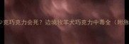 边牧吃多少克巧克力会死边境牧羊犬巧克力中毒全附急救指南