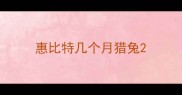 惠比特几个月猎兔