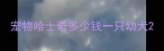 宠物哈士奇多少钱一只幼犬