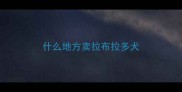 什么地方卖拉布拉多犬
