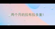 两个月的拉布拉多重