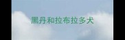 黑丹和拉布拉多犬