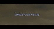 拉布拉多犬的名字怎么起