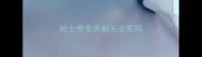 哈士奇冬天剃毛会死吗