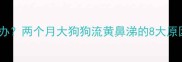 幼犬鼻涕变黄怎么办两个月大狗狗流黄鼻涕的8大原因及科学护理指南