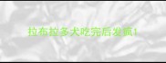 拉布拉多犬吃完后发疯