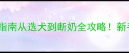 拉布拉多幼犬养护指南从选犬到断奶全攻略新手必看保姆级教程