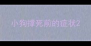 小狗撑死前的症状