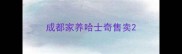 成都家养哈士奇售卖